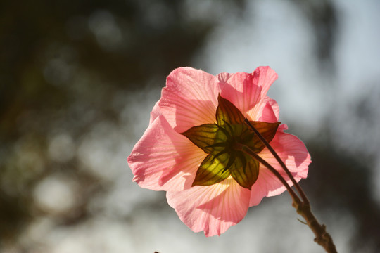 逆光芙蓉花