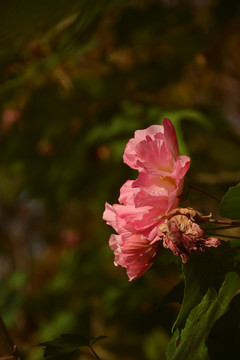 芙蓉花开