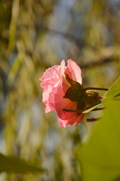 芙蓉花