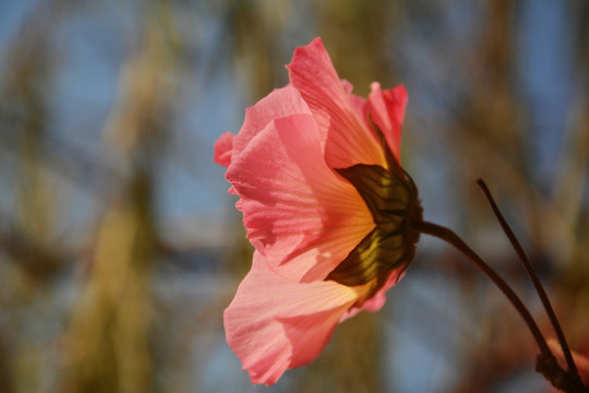 芙蓉花开