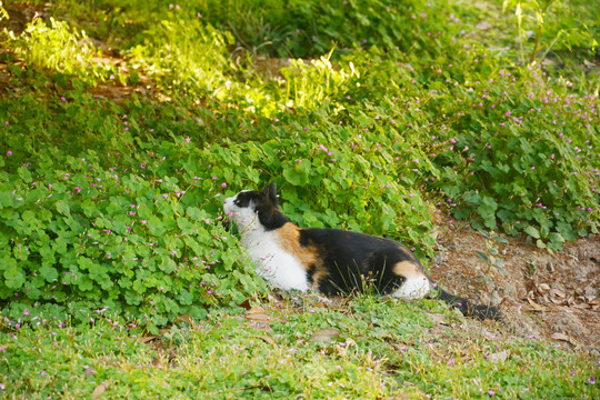 爱的小猫