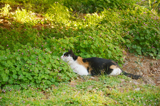 草丛中卧着的猫