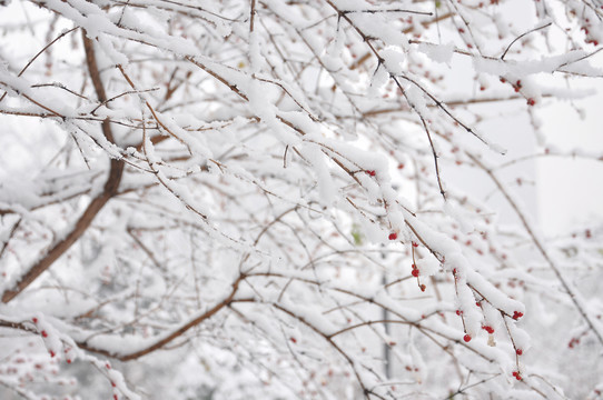 冬雪