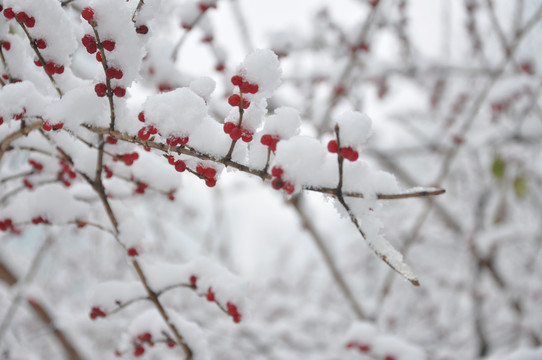 雪