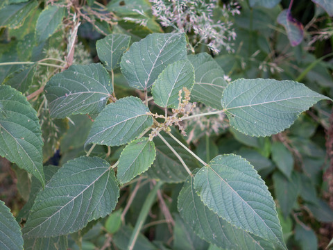 大戟科植物假奓包叶