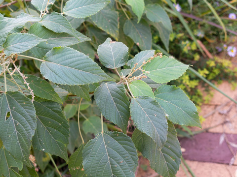 大戟科植物假奓包叶