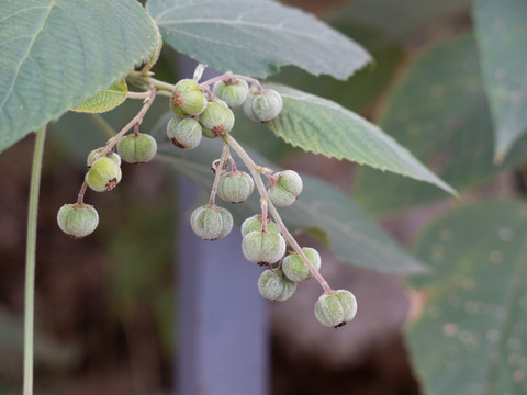 大戟科植物假奓包叶