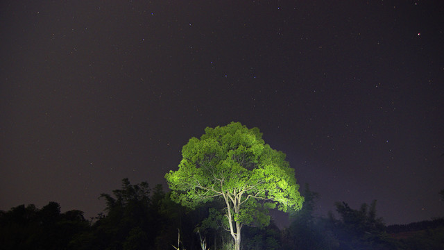 绿树夜晚星空图片