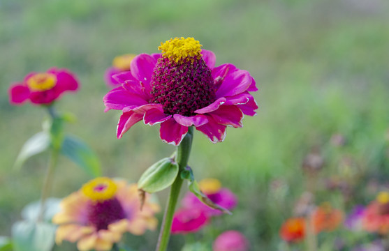 唯美百日菊