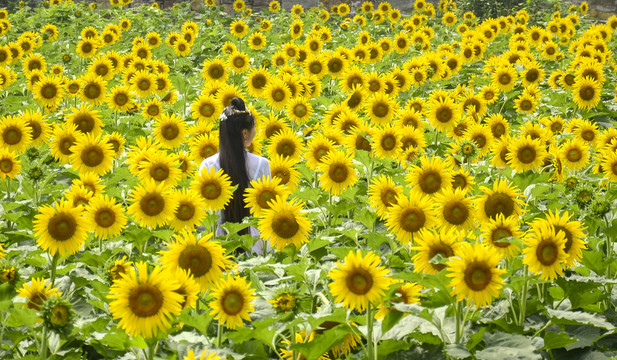 向日葵花田