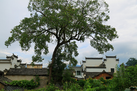 徽州古村落宏村