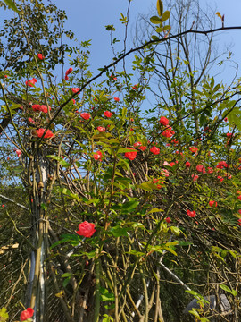 蔷薇花卉