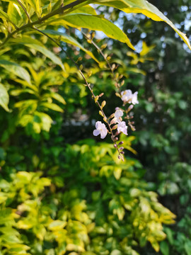 植物花卉背景