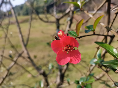 贴梗海棠花