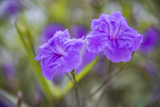 蓝花草