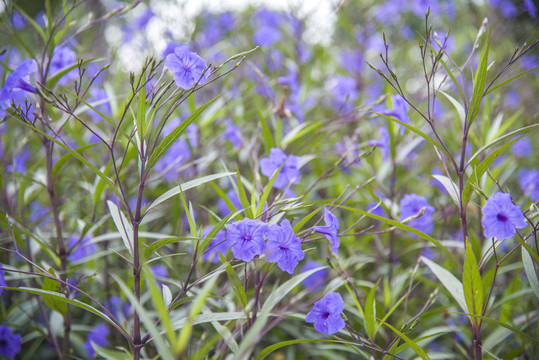 蓝花草