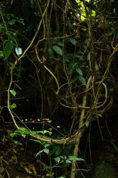 热带雨林藤枝