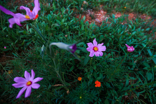 格桑花