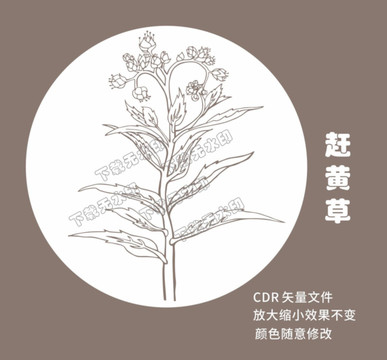 赶黄草白描图