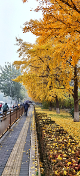 北京银杏秋色街景