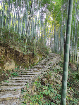 林间小路