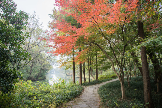 西溪湿地秋景