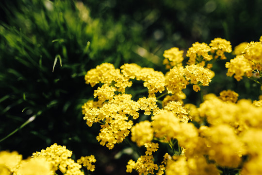 油菜花