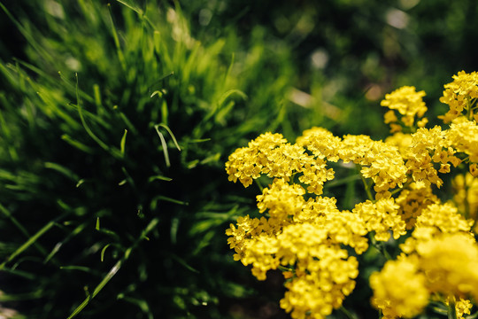 油菜花