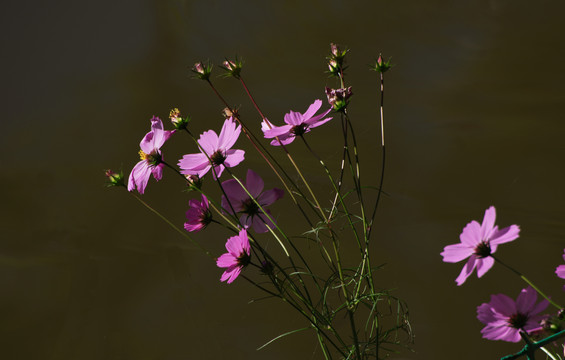 格桑花