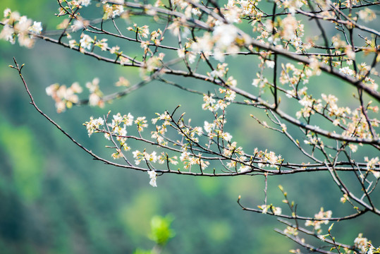 野樱花