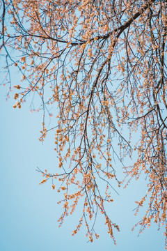 野樱花