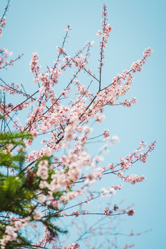 野樱花