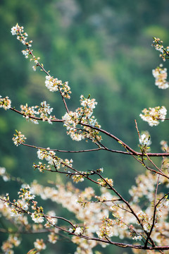 野樱花