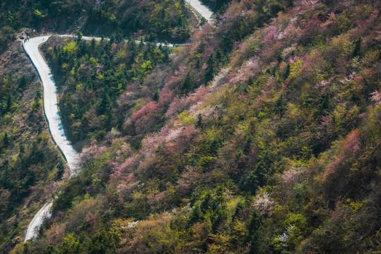 野樱花