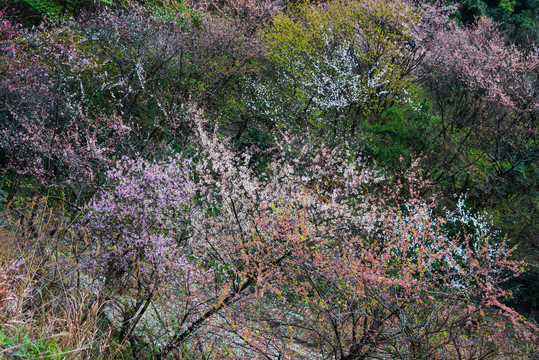 野樱花