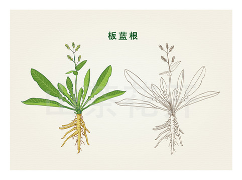 手繪板藍(lán)根板藍(lán)根線描插畫