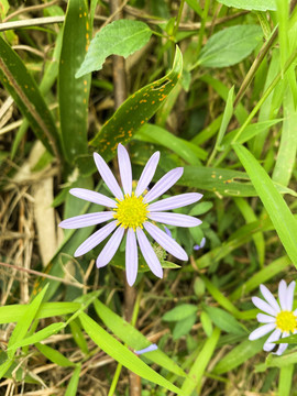 紫色小雏菊