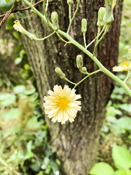 小雏菊