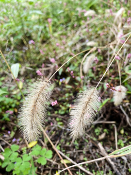 狗尾巴草