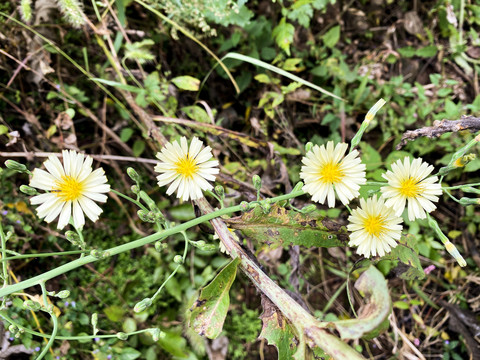 小黄花