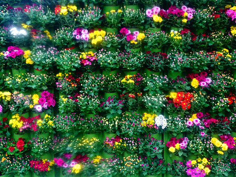 菊花墙景观