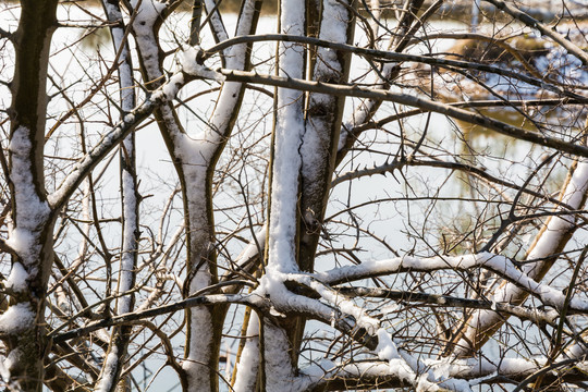 雪后枯树枝