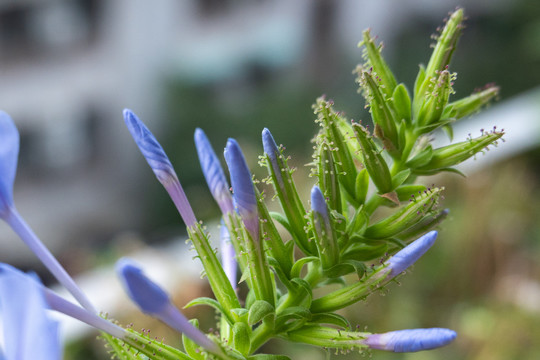 蓝雪花