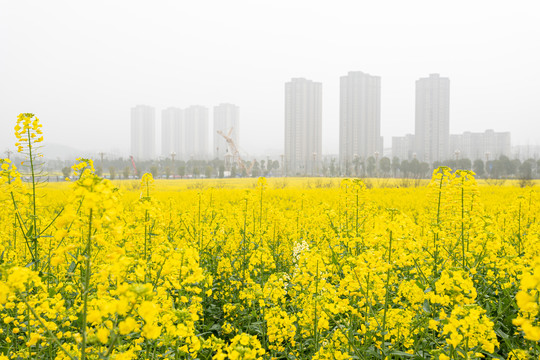 油菜花