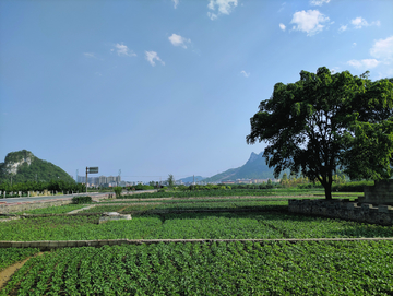 初夏的田野