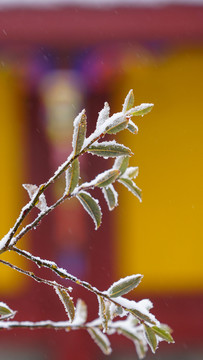 古寺黄墙下的积雪枝条