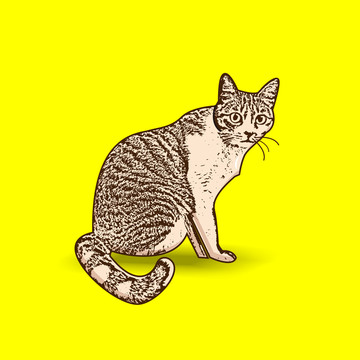 貓咪矢量圖