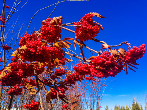 秋季红色野果花楸树