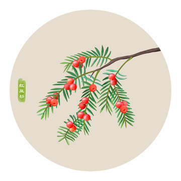 紅豆杉