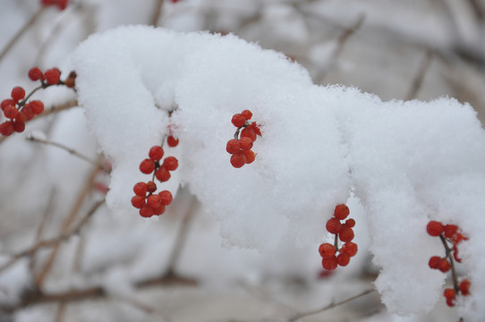 白雪红果图